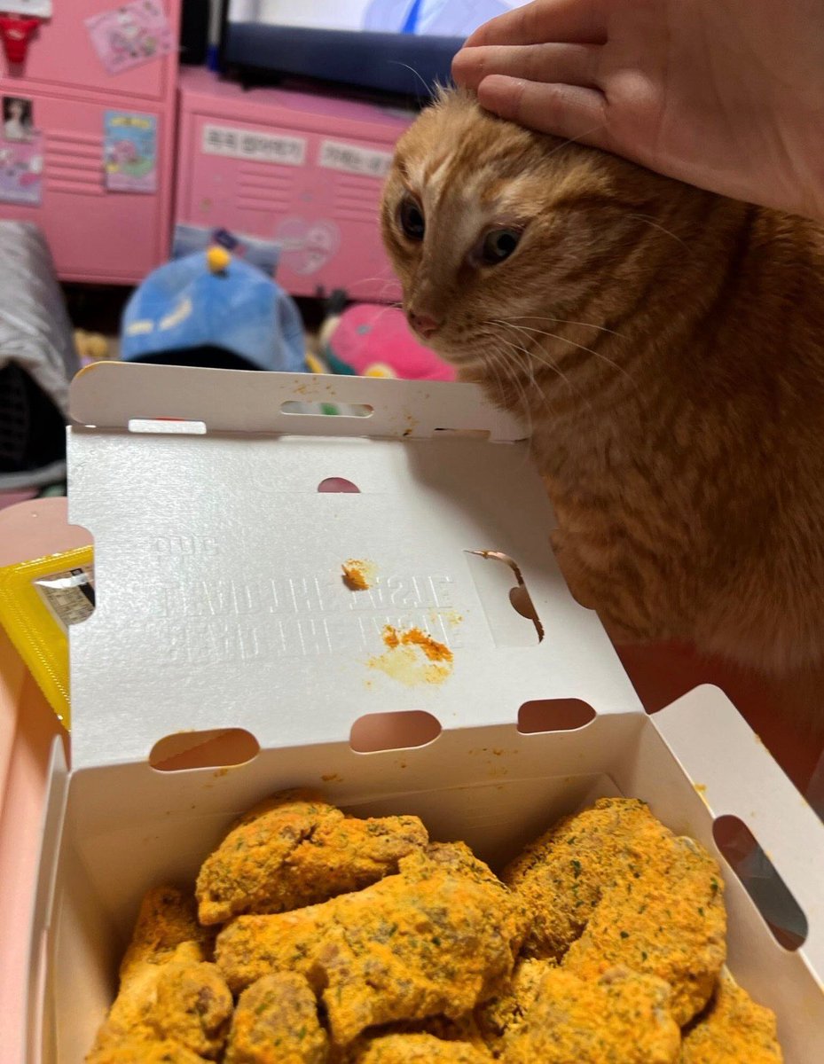 Cats for Happiness. tweet media