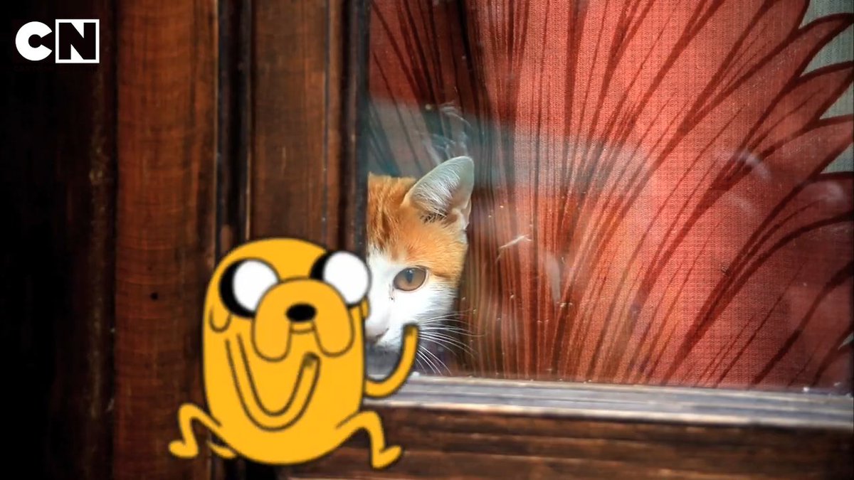 cartoon_jpn's tweet photo. 2/22は猫の日🐈
ちょっとお邪魔します

#アドベンチャータイム
#カートゥーンネットワーク https://t.co/OH1dSTuGhW