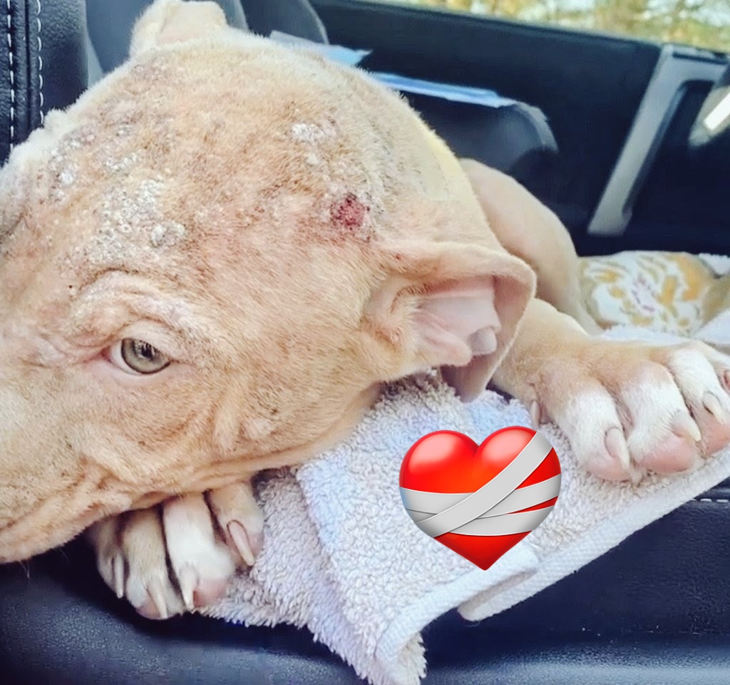 Tuna-Chan Angel 88 (@kikuhara_8) on Twitter photo 