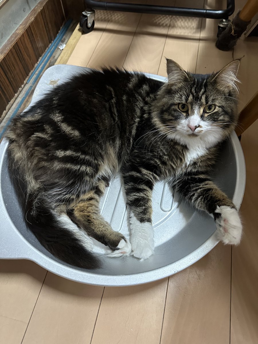 ポチGX tweet media