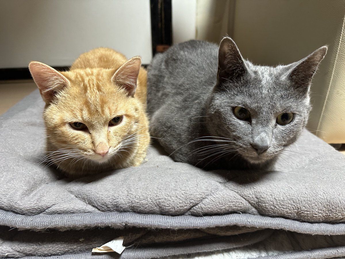 ポチGX tweet media