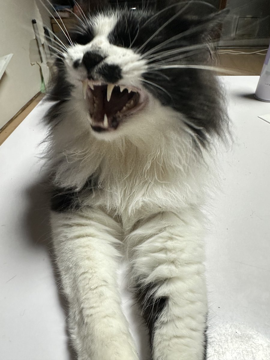 ポチGX tweet media