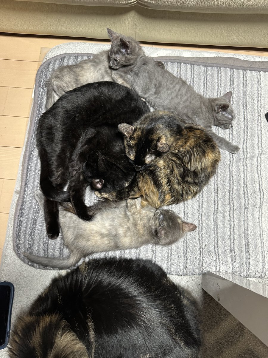 ポチGX tweet media