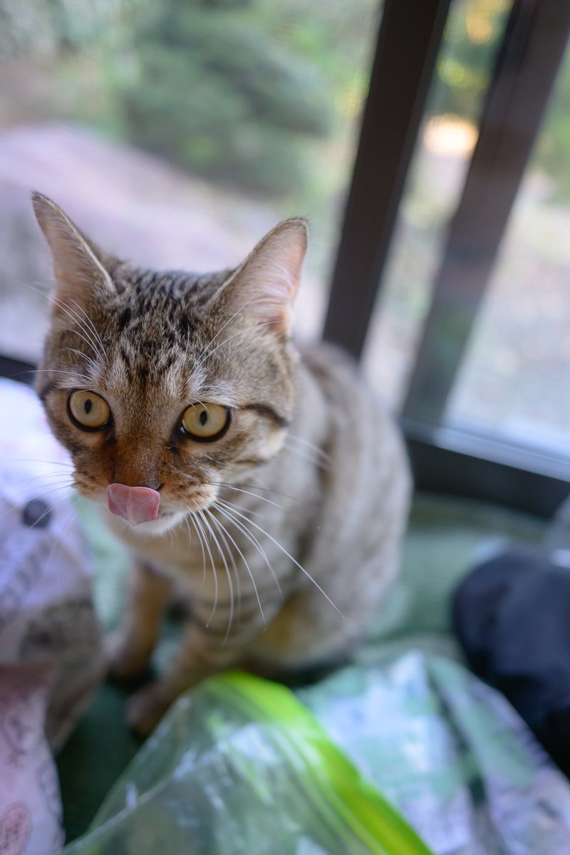 Post by あっくんさん📷️ on X: #猫の日