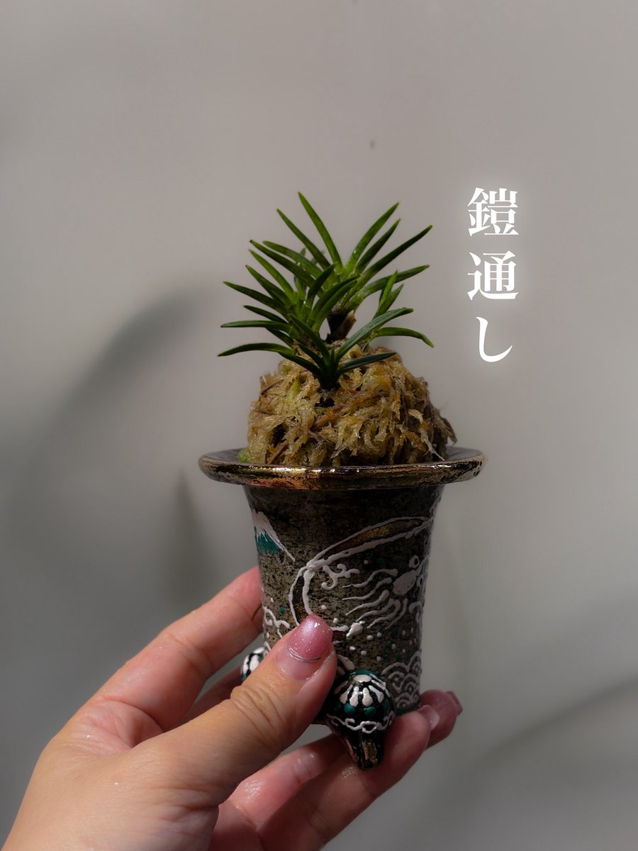 富貴蘭植えてみた。 もうちゃぷちゃぷ寒くないね！