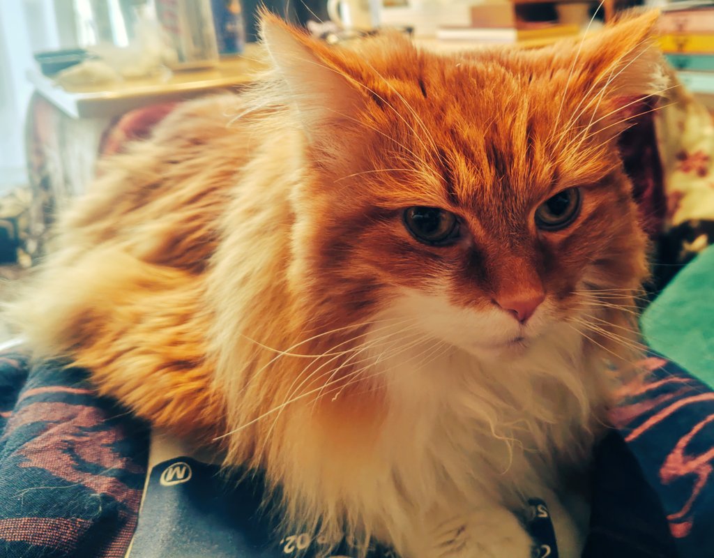 destin002's tweet photo. 2月22日は #ねこの日 😼
ぬこさん重い… https://t.co/ZnLvuu47F2