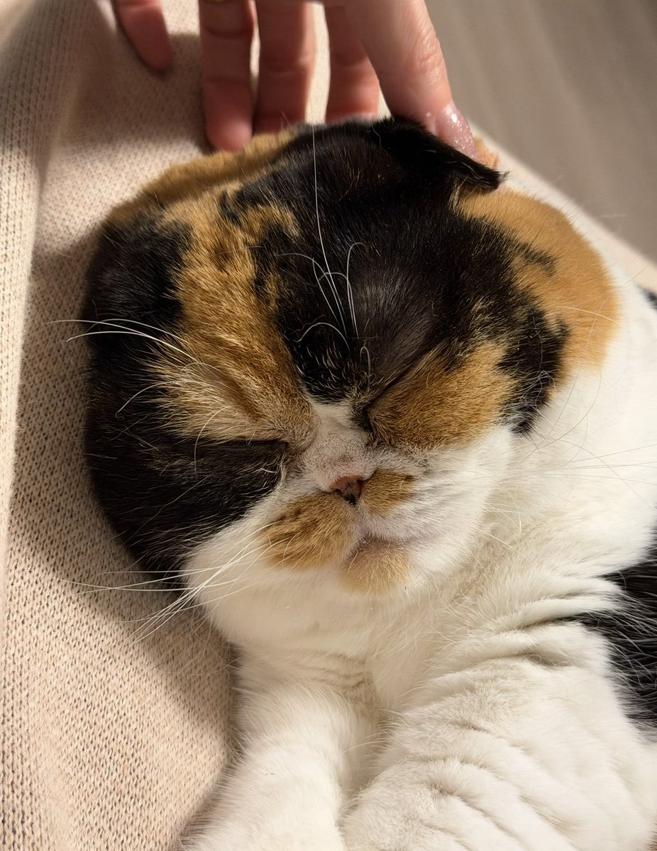 おまんじゅうねこ