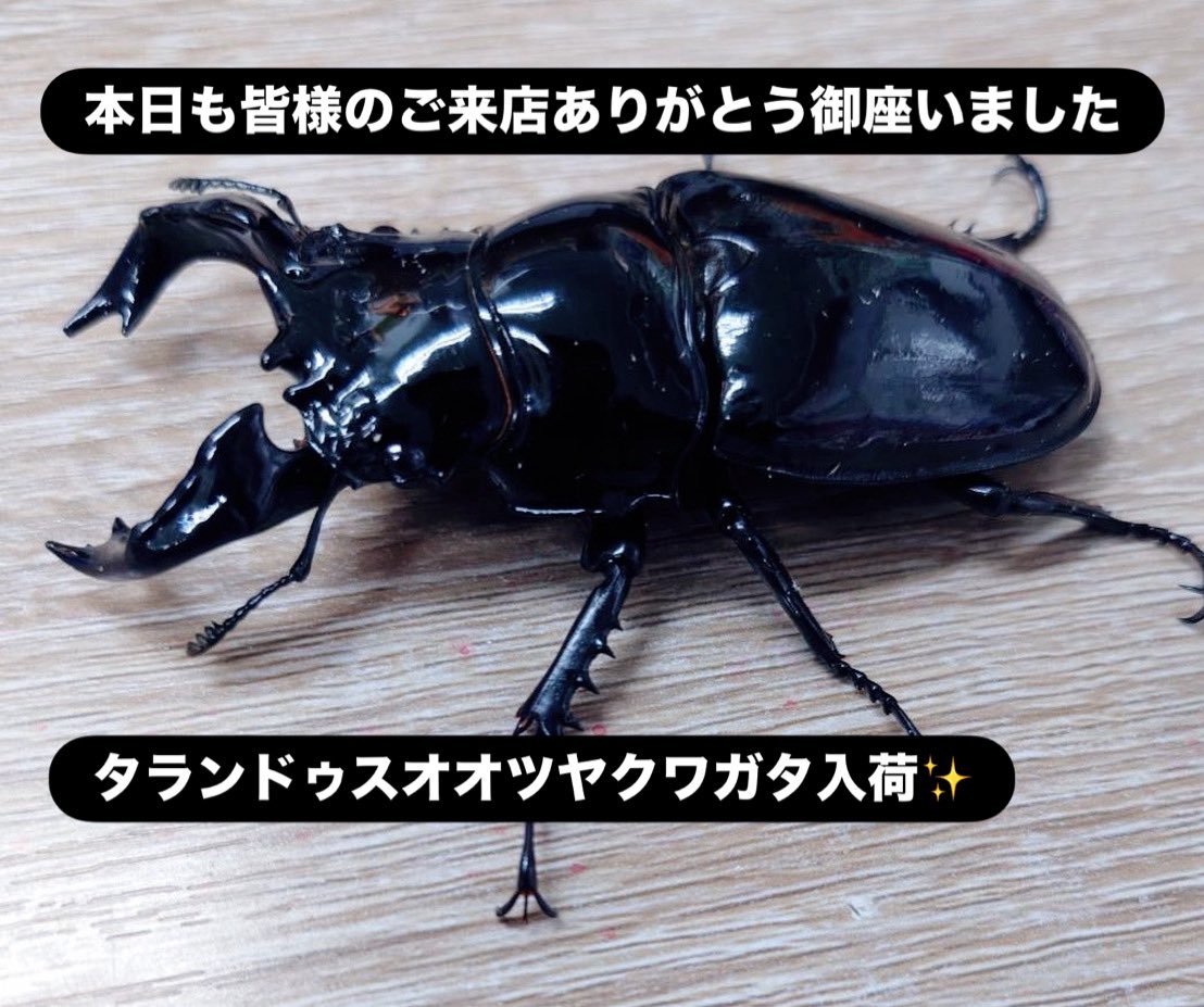本日も皆様のご来店ありがとう御座いました。 〜昆虫新入荷