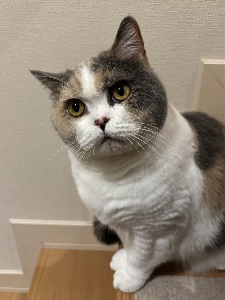 uuu-suke tweet media