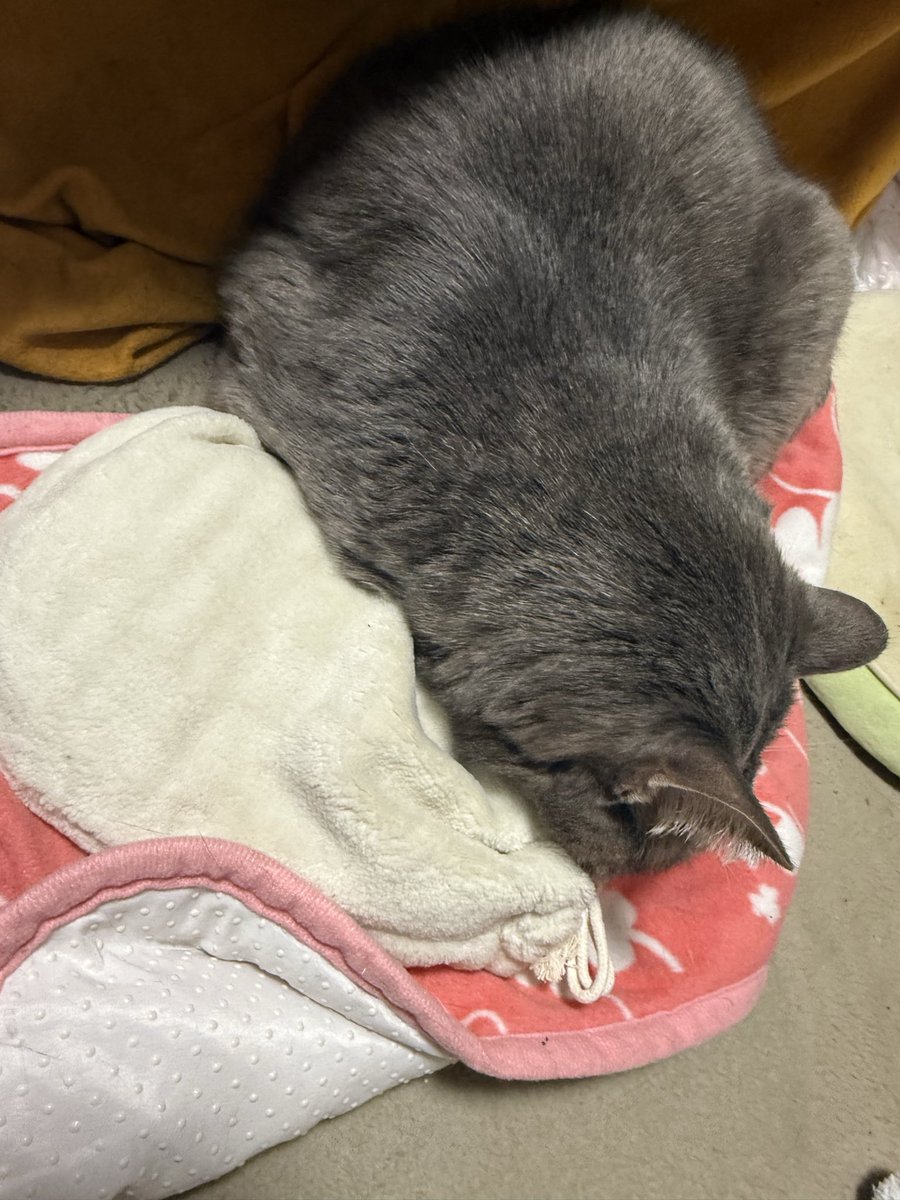 nyanco_r's tweet photo. #ファイナルニャンタジー 
湯たんぽどぐれー https://t.co/l9Zg1yt4Ua