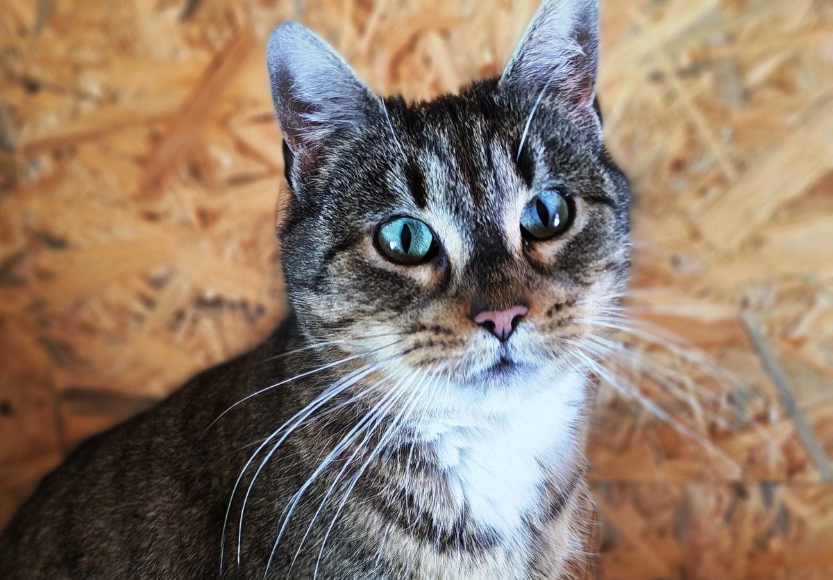 Ratujmy kocie dzieci, zanim będzie ich zbyt wiele.Nie pozwólmy, by ta wiosna przyniosła cierpienie😢 ratujemyzwierzaki.pl/naratunekkocim… via <a href="/ratujemy/">RatujemyZwierzaki.pl</a>