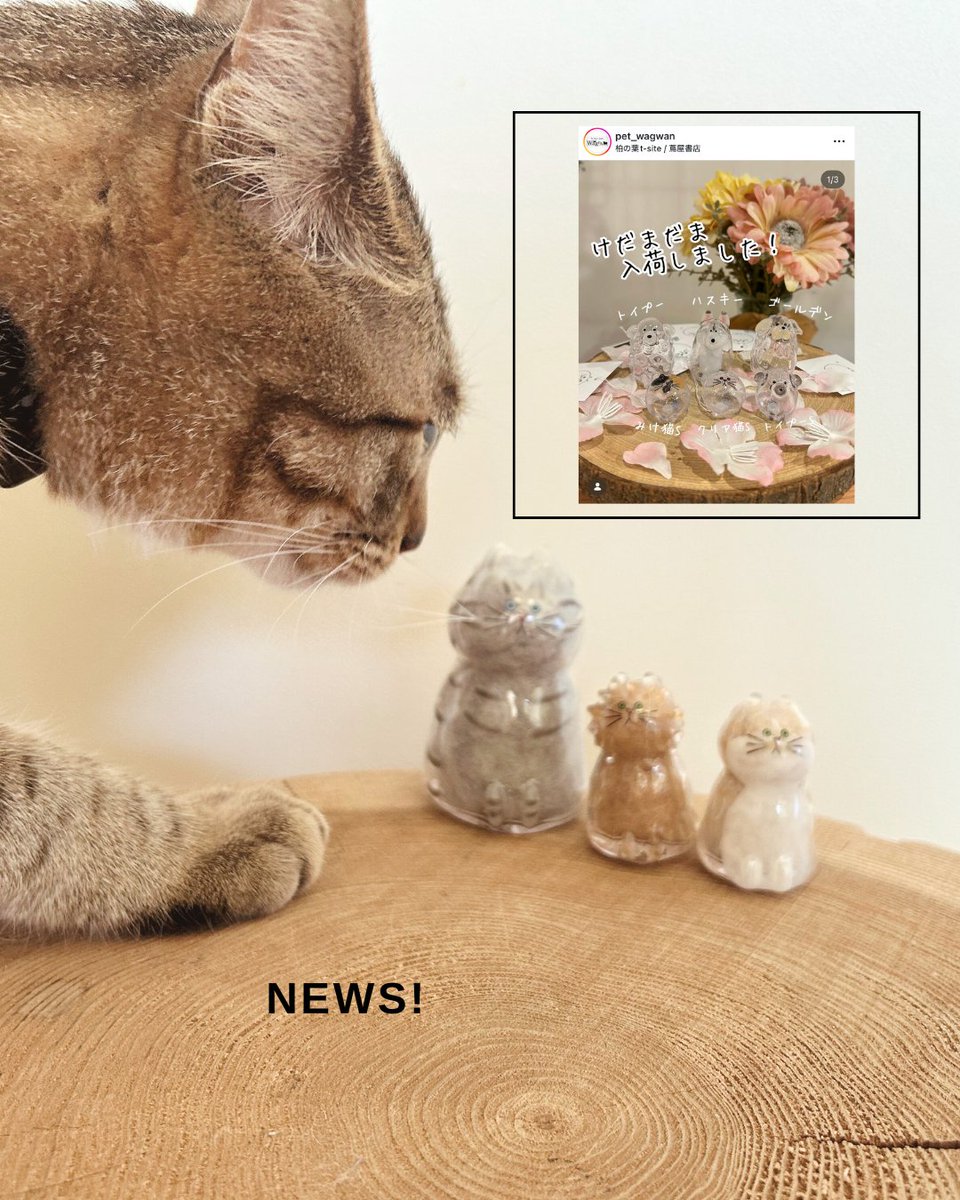 うちの子のけだまだま (@kedamastudio) / Posts / X