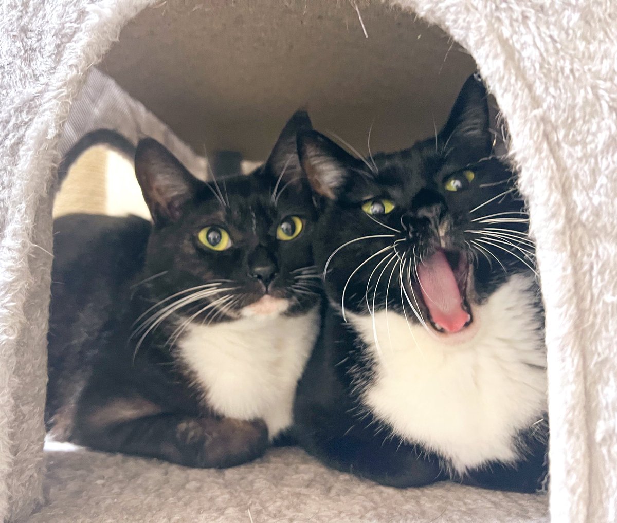 今日は2月22日、猫の日🐈🐈‍⬛🐈🐈‍⬛✨ 全世界の猫ちゃん達が平和で