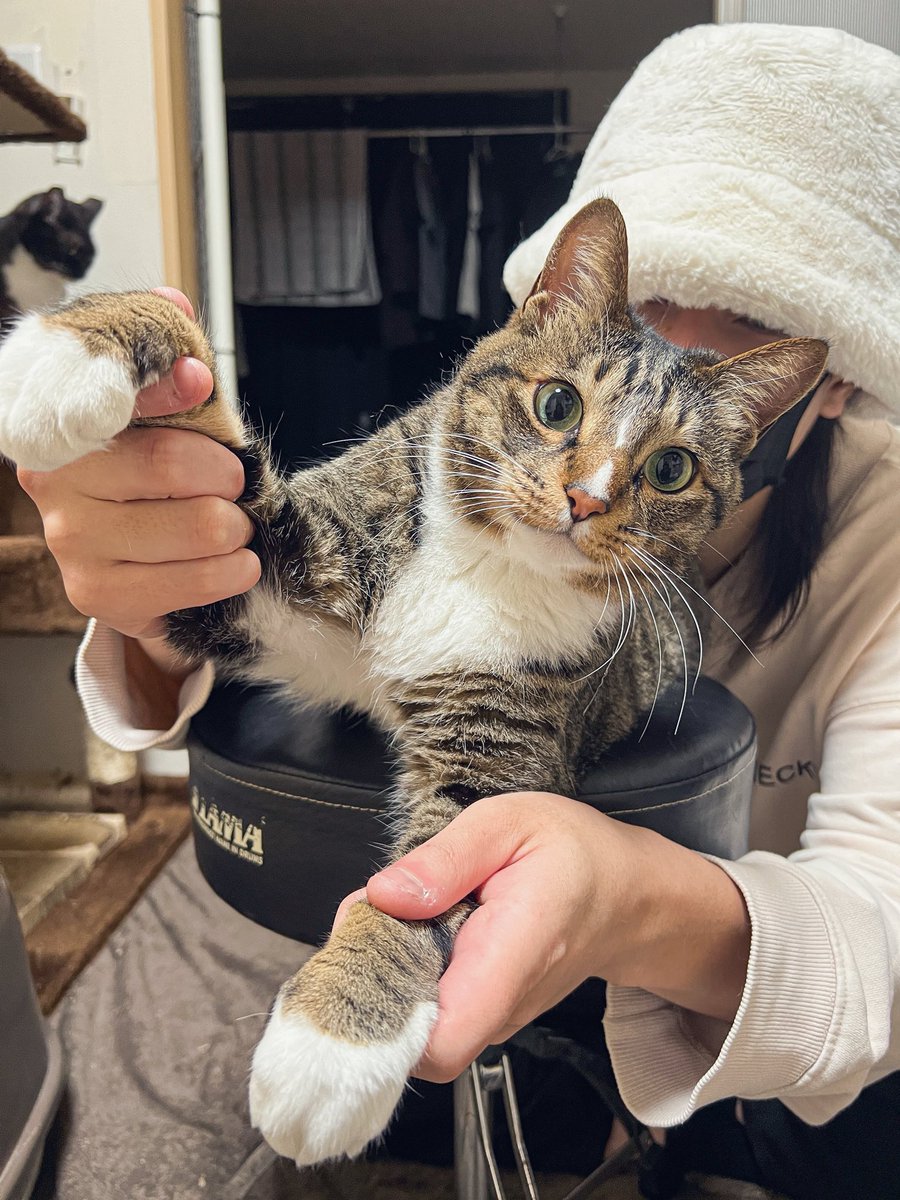 今日は2月22日、猫の日🐈🐈‍⬛🐈🐈‍⬛✨ 全世界の猫ちゃん達が平和で