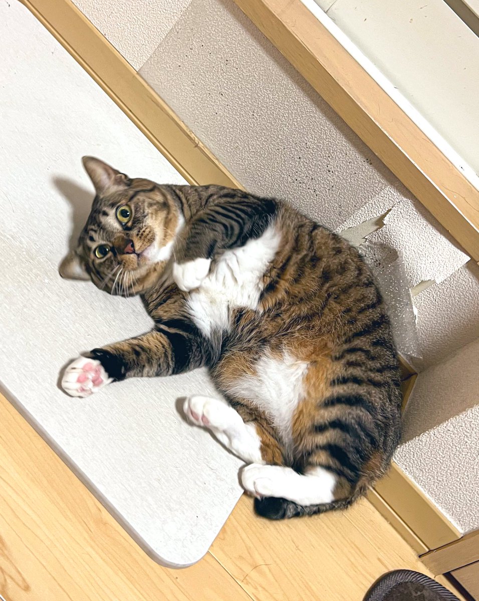 今日は2月22日、猫の日🐈🐈‍⬛🐈🐈‍⬛✨ 全世界の猫ちゃん達が平和で