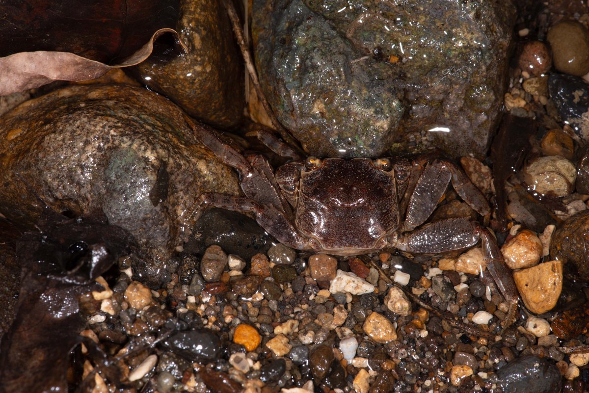 フィリピン の ヘコミベンケイガニ の一種 ?
Bresedium sp.
沢の河口付近 (Mabini 半島の Batangas 湾側) で。 甲幅1.5cmくらいの放卵個体。
Bresedium ではなく Searmops かもしれない。
#crab, #brachyura, #カニ, #蟹