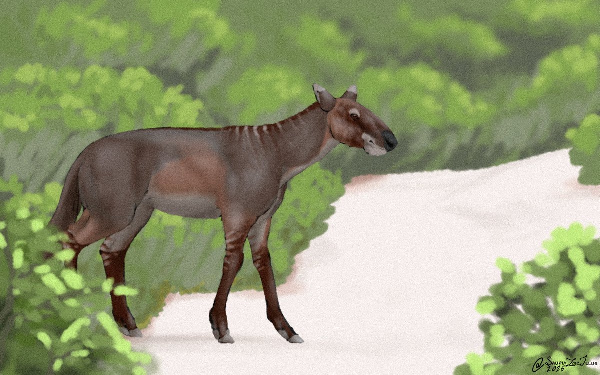 Petite Paleoartist | Sauriazoicillus 🍥 tweet media
