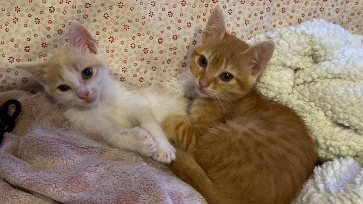 6 different cats, all of them from the streets, I can get you one for free