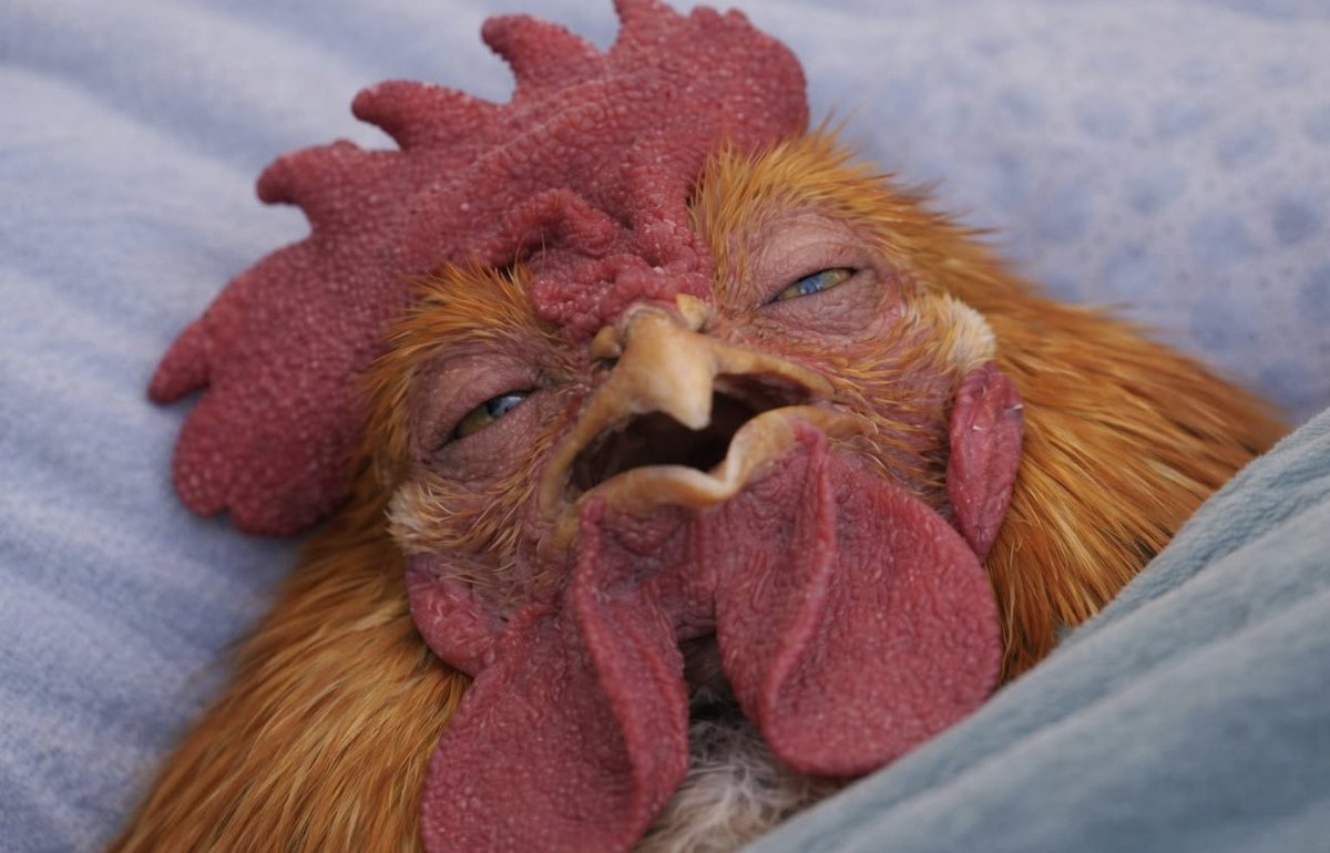 SaxX ¯\_(ツ)_/¯ tweet media