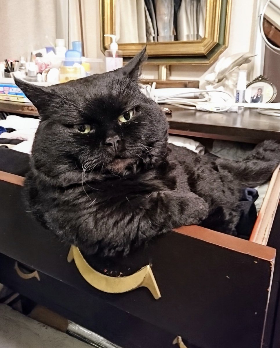 にゃこもこ 楽しかったにゃ(=^x^=)