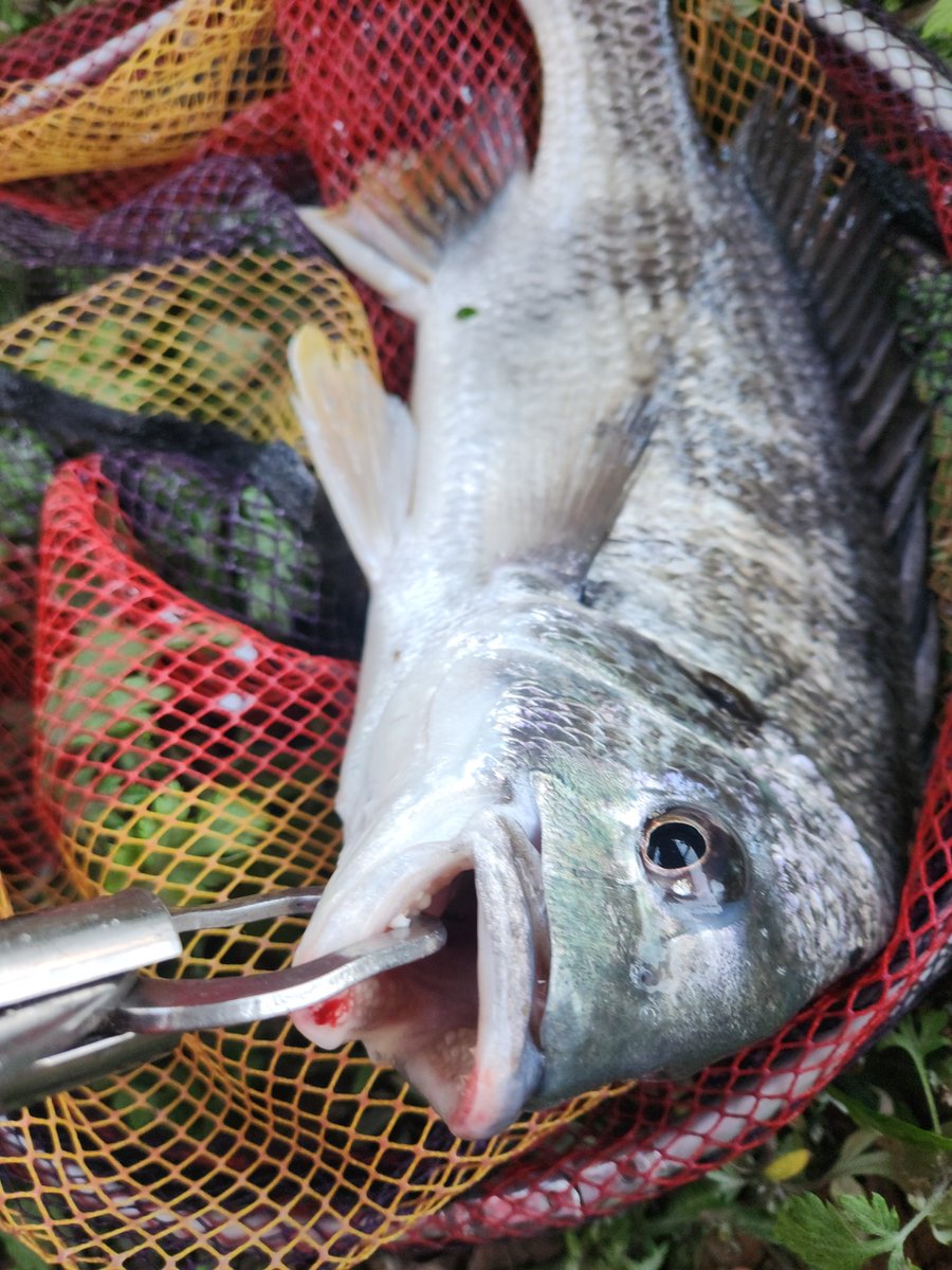 ツヨっさん tweet media