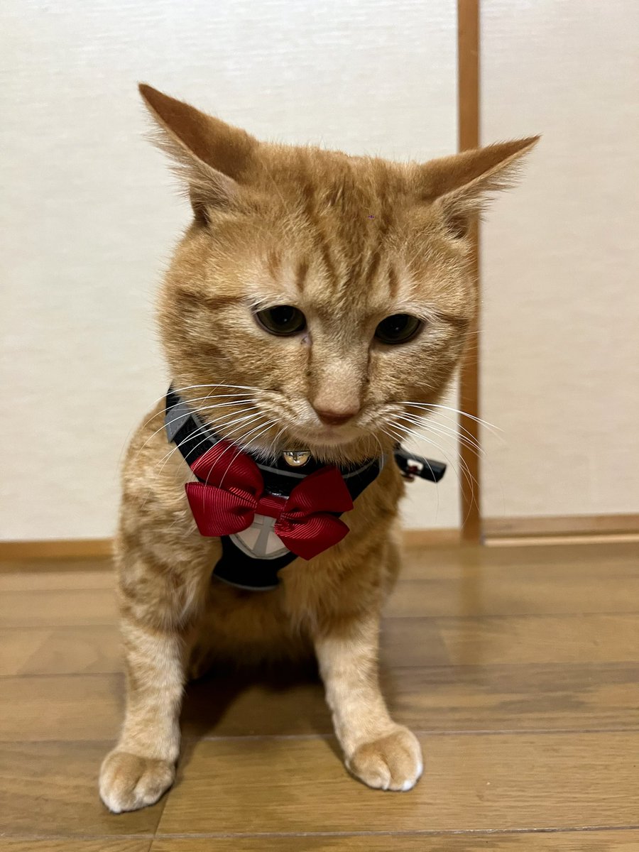 TVerで見逃し配信してるみたいよ🐱📺 只今、店内で観ておりまする