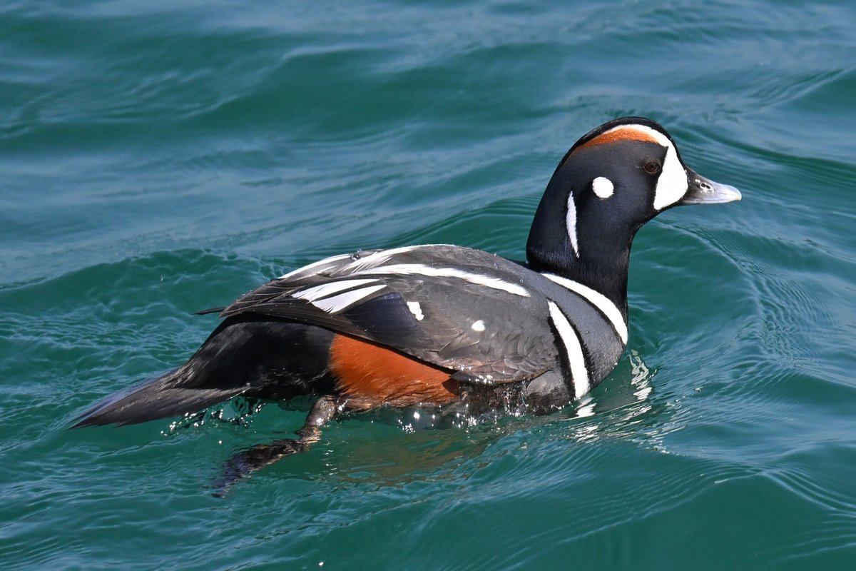 シノリガモ♂！ 波の影響で（？）たまたまお尻が持ち上がった瞬間