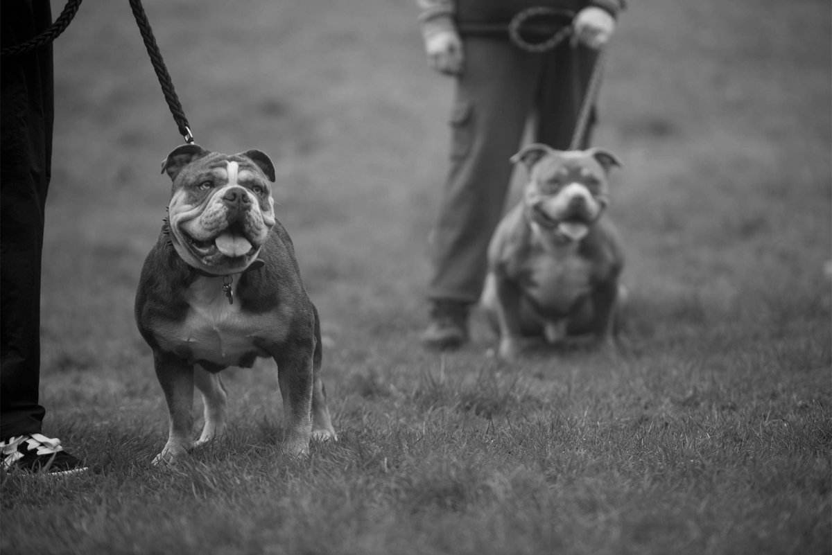 BullyMessiah's tweet photo. Training deeply rooted in 🖤 — the #LivingWithBullys way. #OldeEnglishBulldogge    #Americanbullys https://t.co/qGFOmc8dAB
