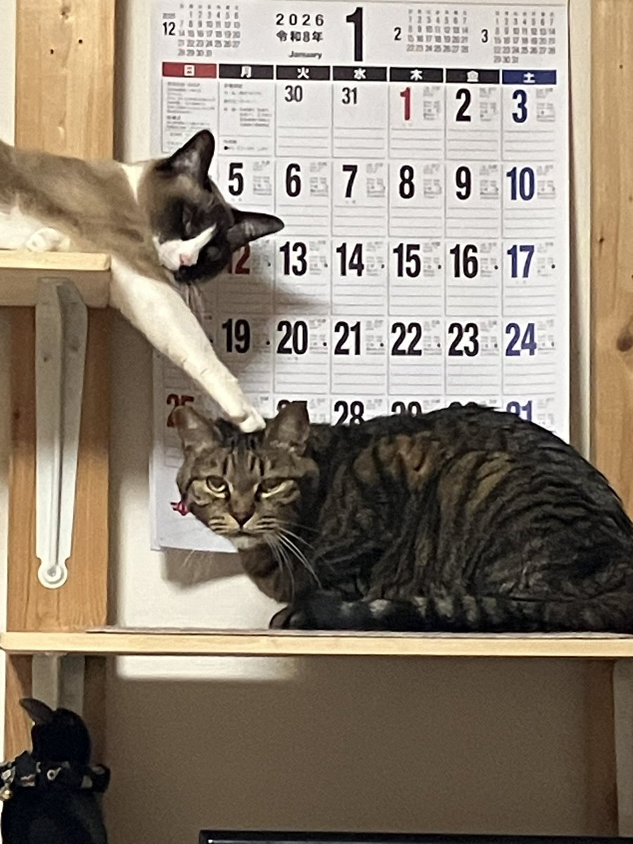 選挙中ですが猫の日なのでベストショットを😽
#ねこの日