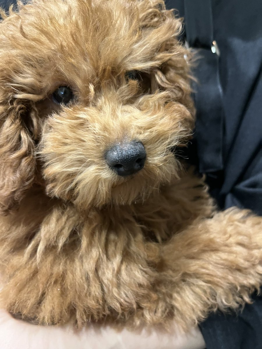 お迎え報告📢

トイプードルのうにくんが他店舗でお迎えされました!!
新しいお家でも元気でね💕︎

 #トイプードル  #お迎え報告  #エキゾチックアニマルカフェRicky仙台泉店