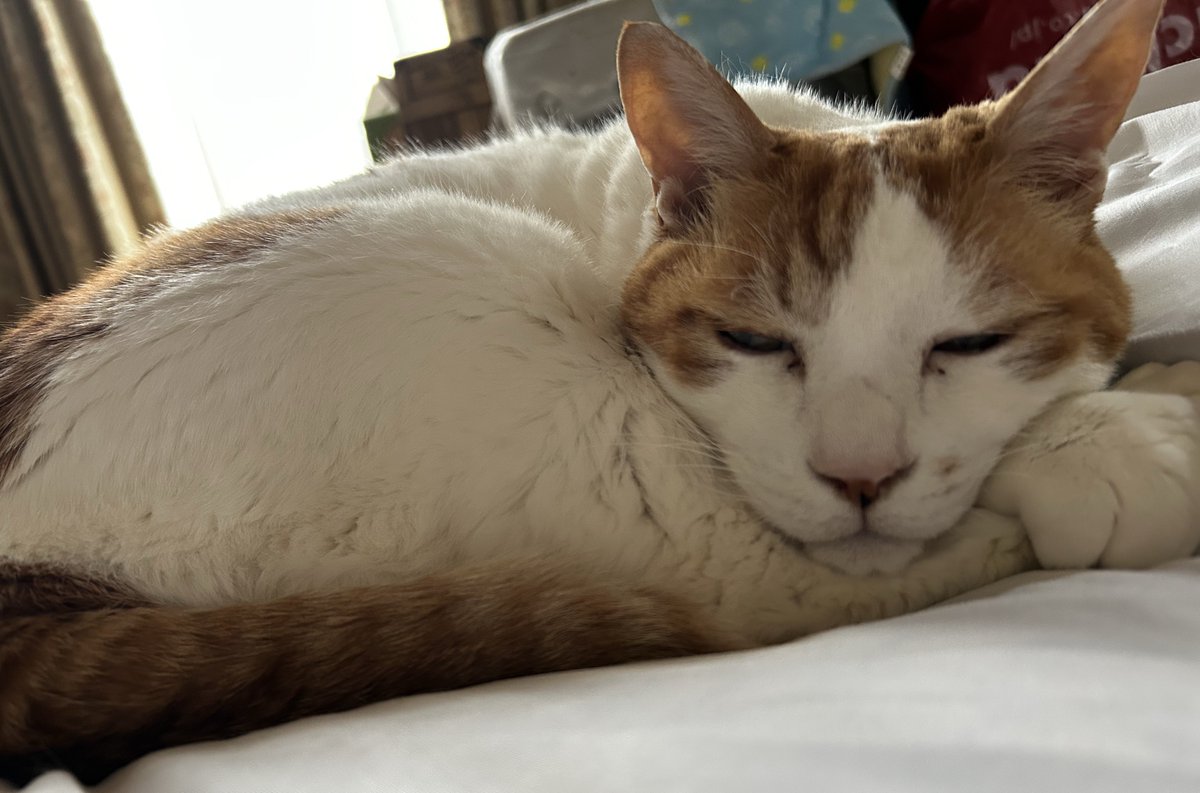 Post by うづ🍄 on X: 🐈