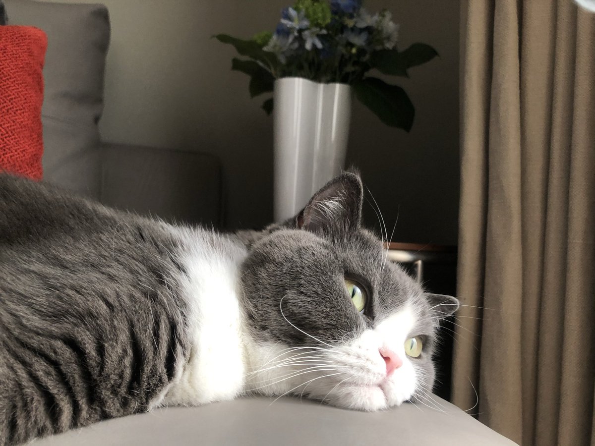 rcampbelltokyo's tweet photo. にゃんにゃん💖

#Youkichi #CatDay https://t.co/y0Uo7Dob3G