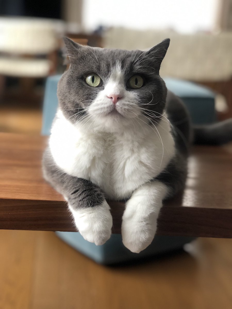 rcampbelltokyo's tweet photo. にゃんにゃん💖

#Youkichi #CatDay https://t.co/y0Uo7Dob3G