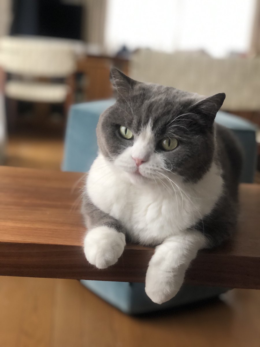 rcampbelltokyo's tweet photo. にゃんにゃん💖

#Youkichi #CatDay https://t.co/y0Uo7Dob3G
