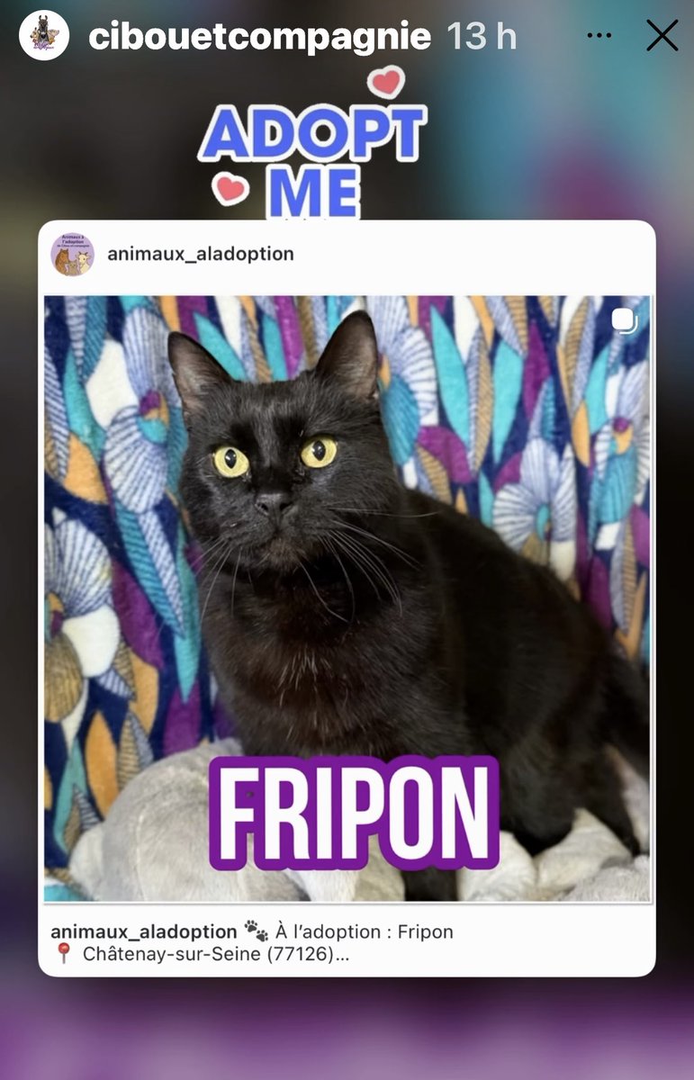 hpouchol's tweet photo. Des nouvelles de Indeciso le petit cheval, sauvé de l’abattoir par l’association #CibouEtCompagnie et vos dons, voici un petit chat, Fripon à adopter ! Merci pour votre aide ! https://t.co/Z95WRpXHVG https://t.co/AEnsXn1uY0