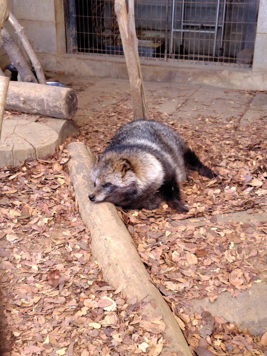 Post by もっち狸 on X: 営業終了たぬき