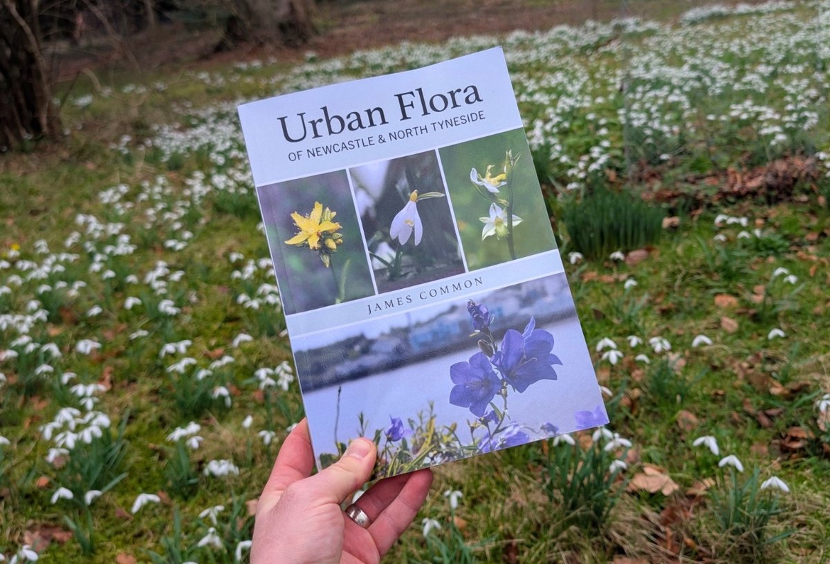 James Common tweet media