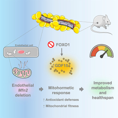 Mitochondrial Medicine tweet media