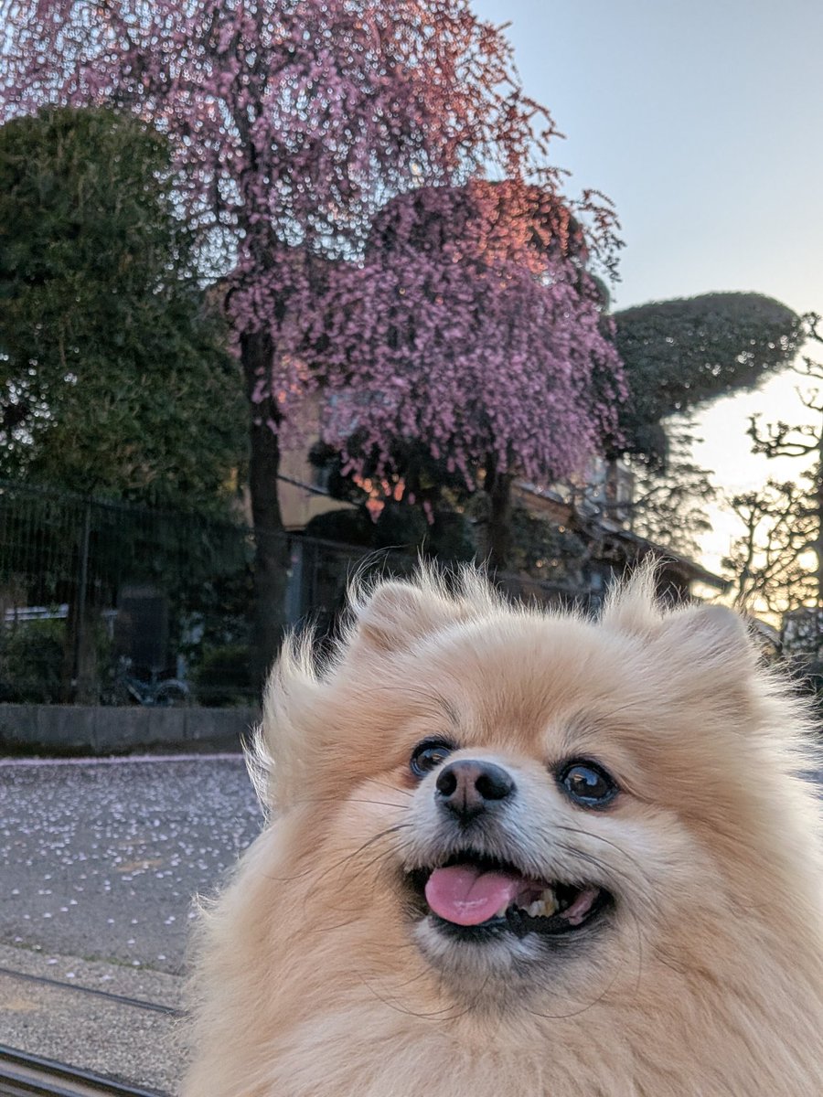 ポメラニアンのぽんくん🐶🐾 (@mieboripon) / Posts / X