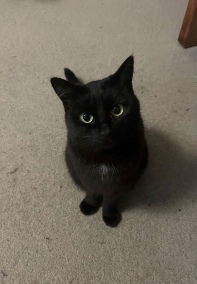 llzwx_'s tweet photo. @aru_meme0 イメージの猫ちゃんです✨️
猫は可愛くて好きですが、猫種に全く知識がなくてこの子の猫種がわからないです、ごめんなさいт · т
もしコテが猫だったら、とってもいい子だけど知らない子相手には塩対応そうです(>ᴗ<) https://t.co/xRjdmAtbcs