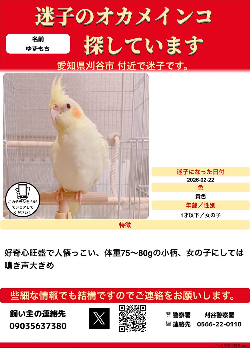 ◯お願い◯ 私の身内のオカメインコを探しています。愛知県刈谷市です 