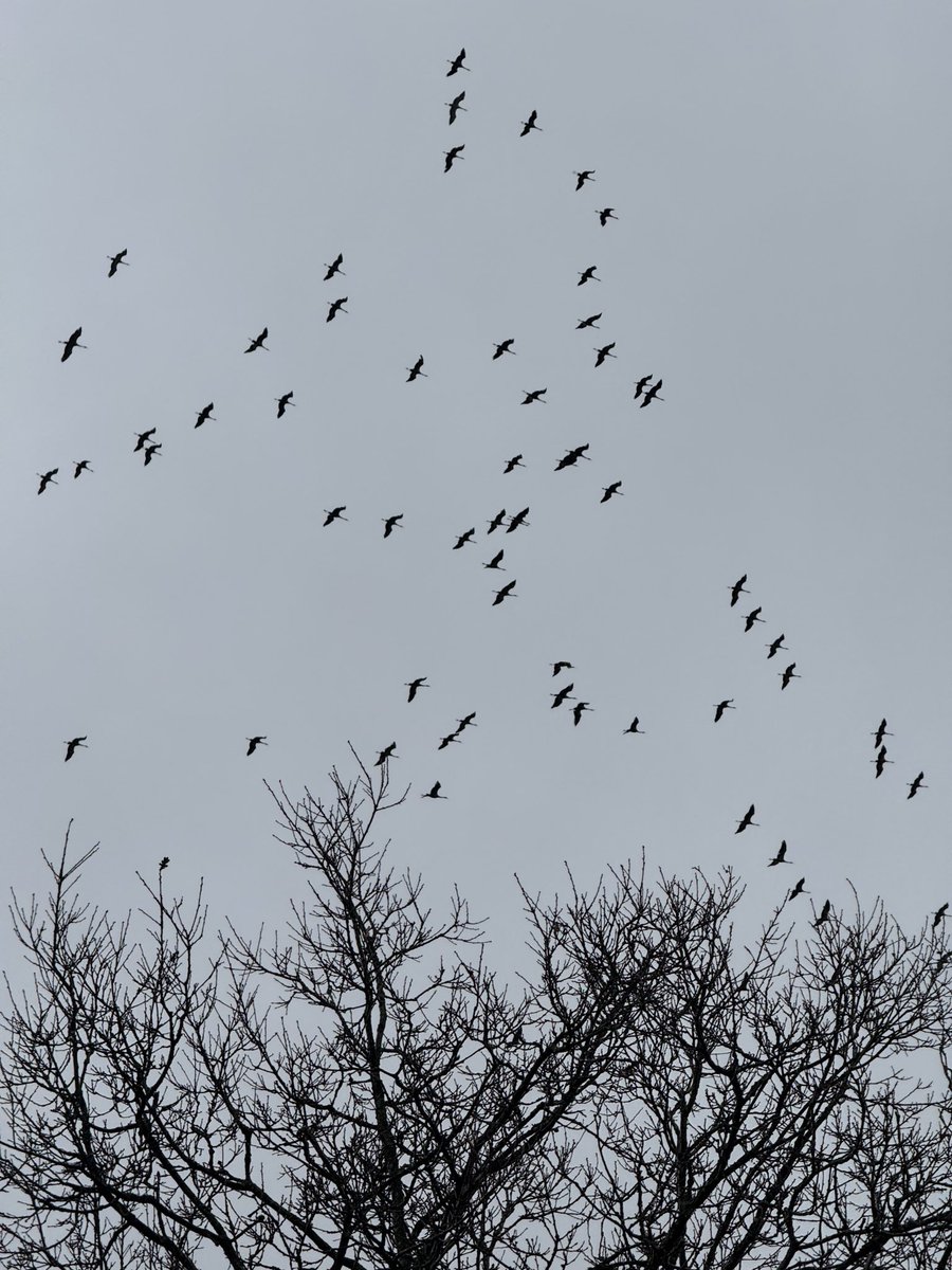 Ruth📯 tweet media