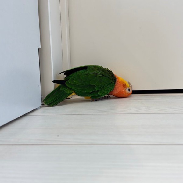 livedoornews's tweet photo. 【👀】「オマエヲ…見テルゾ…」 ドアの隙間から覗き込むインコが話題
https://t.co/9VlnrPa6OR

ドアのわずかな隙間から見つめているのは、インコの「とろろ」ちゃん。とろろちゃんは特に寂しがり屋な性格で、「置いていかないで！」という気持ちから必死に中を覗き込んでいたという。 https://t.co/Fd7GpxEueT