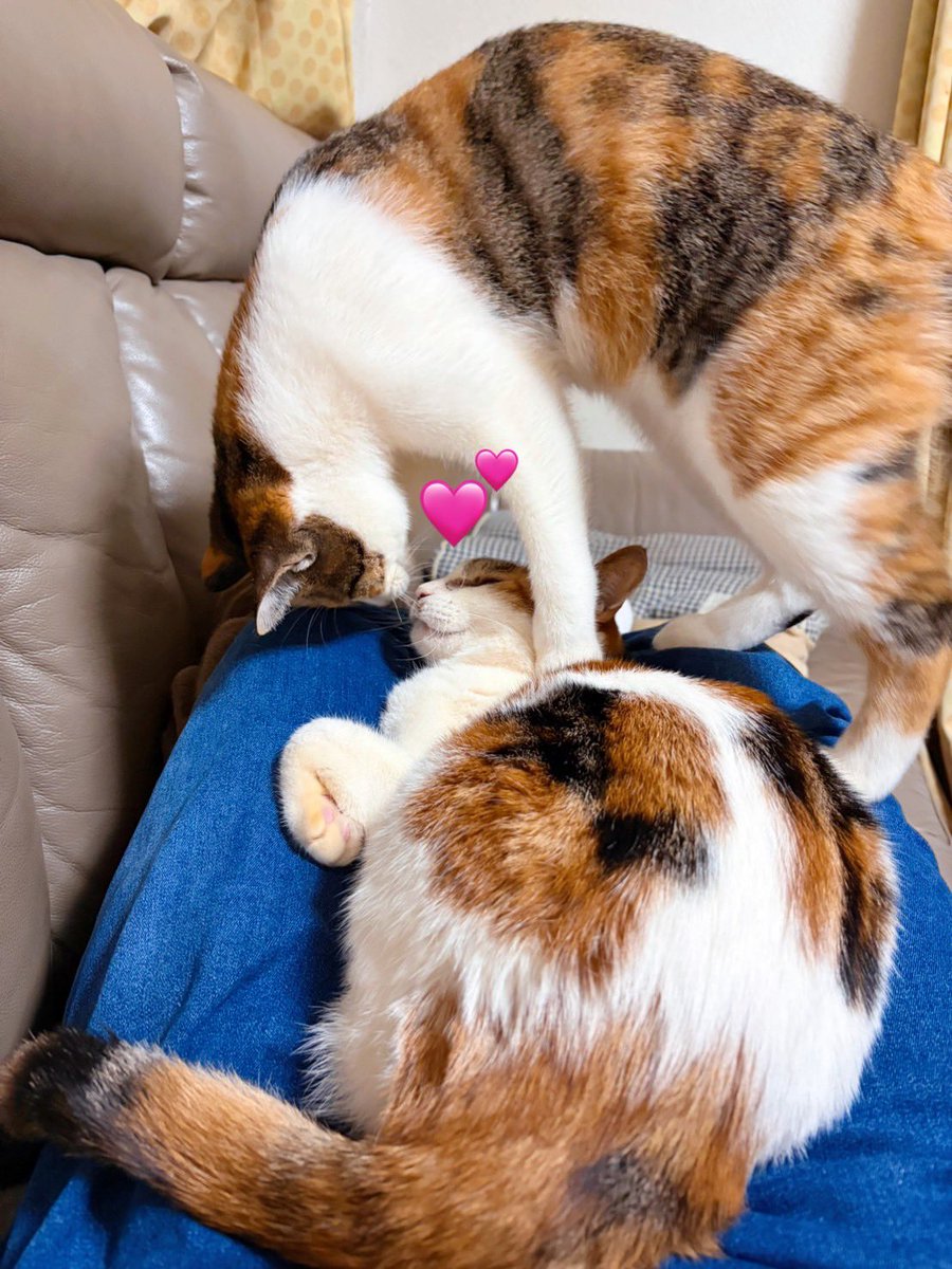 本日は2月22日🐱 #猫の日 です❗️ ついに #国民の祝日㊗️になったん