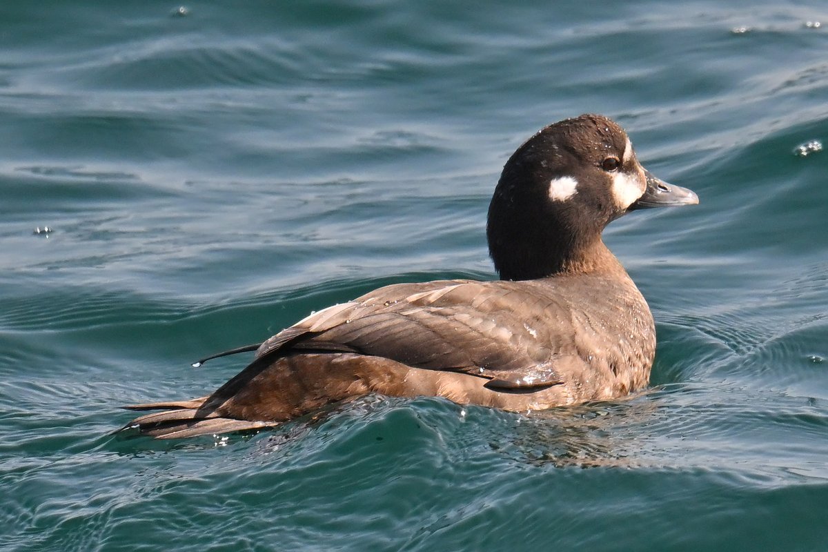 シノリガモ 地味な♀ 模様で♂と共通なのは人間だと耳くらいの位置に