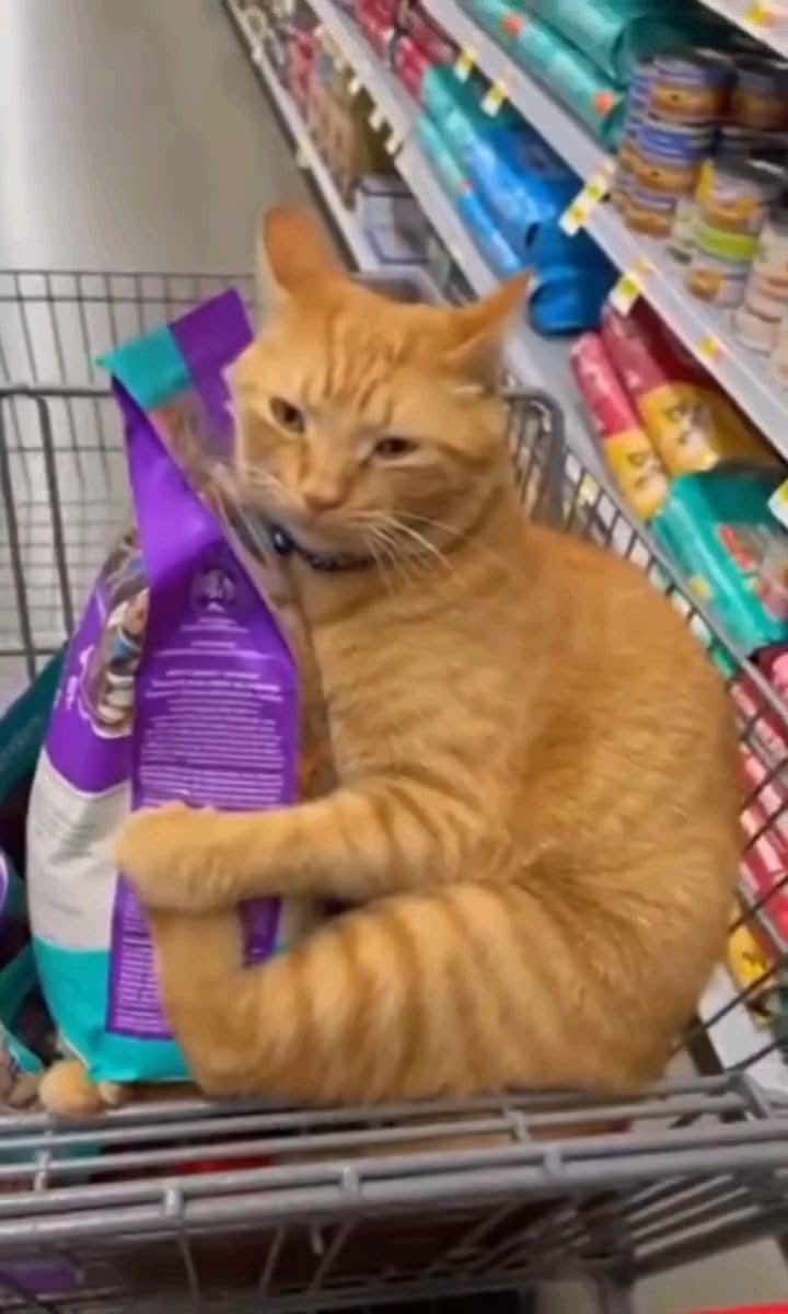  MeowVibe tweet media