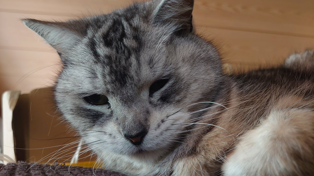 ソファーの上で寝てるヌコ🐱