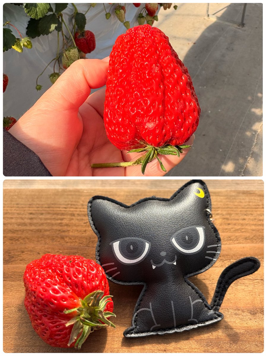 今日は猫の日なんだね いちご狩り行って来ました クーウィさんといちご