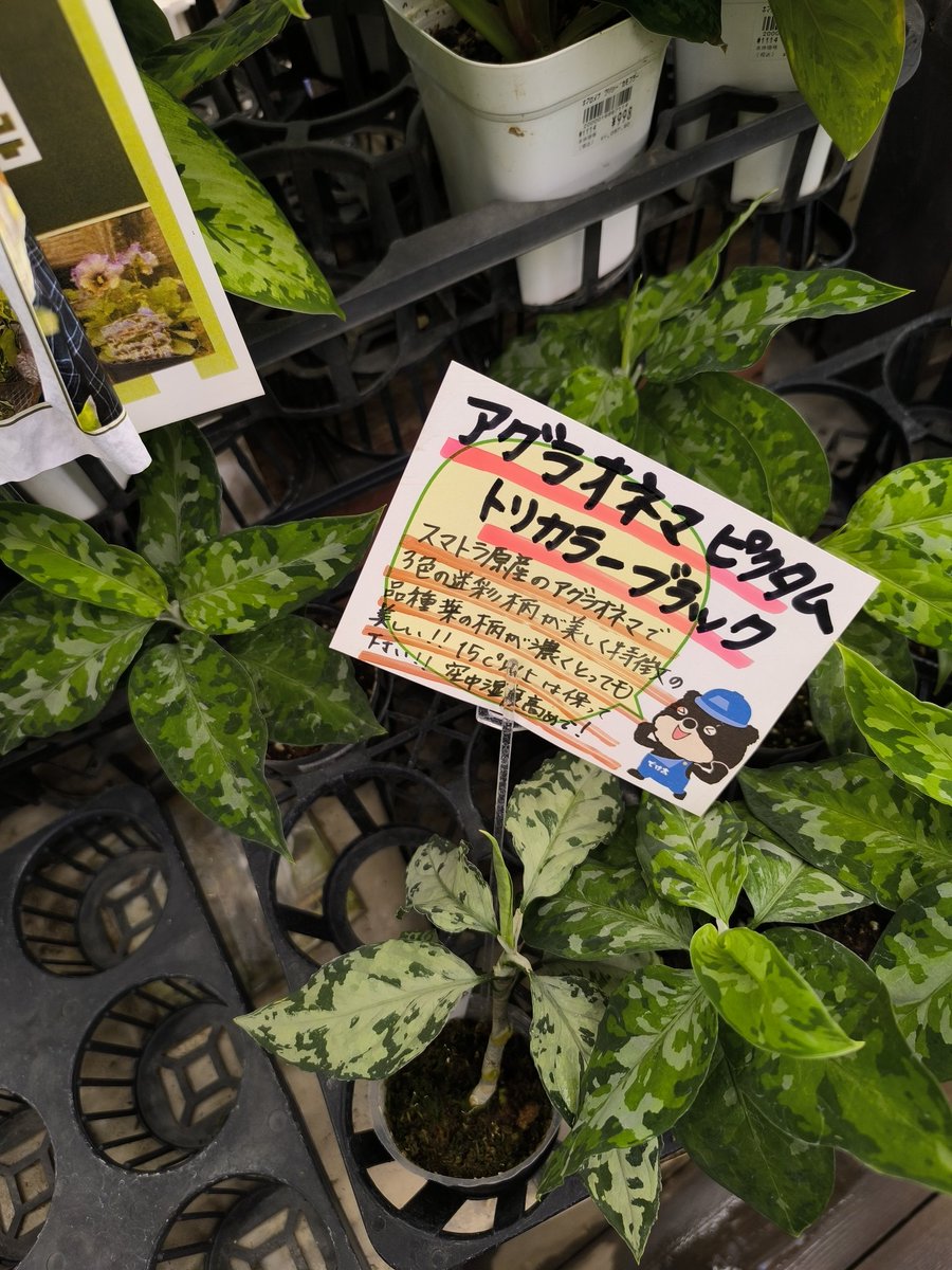 pottary's tweet photo. 人間も最低15度で空中湿度高めだと状態良くなリますね。迷彩キレイだわ。 https://t.co/hWE4c0k1M5