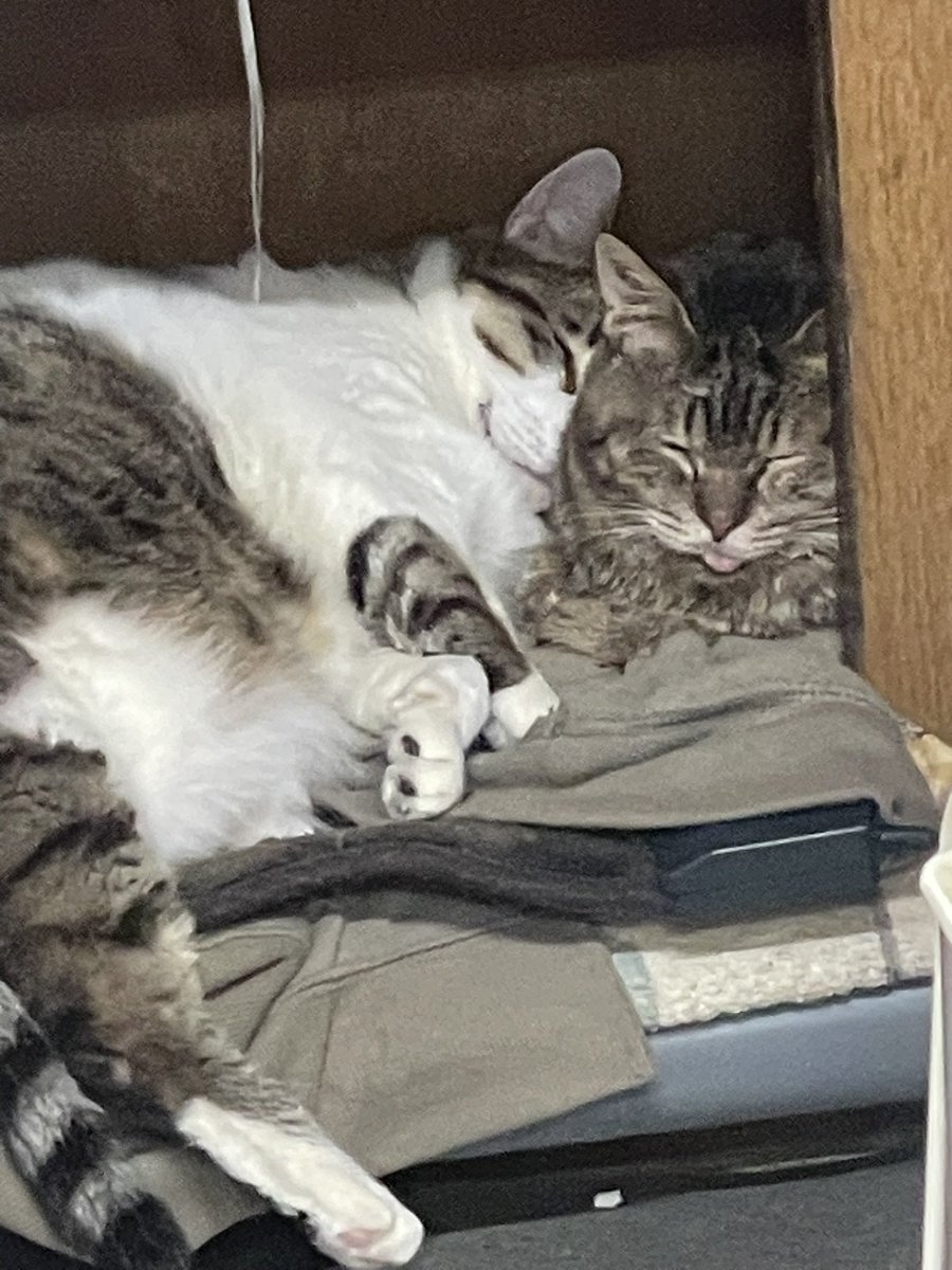 7777cherry7777's tweet photo. 猫の日！いっちゃんはじめチェリーにゃんず、おかげさまで変わらずのんびり穏やかに過ごしています(^^) https://t.co/Xuc7IyqMLV